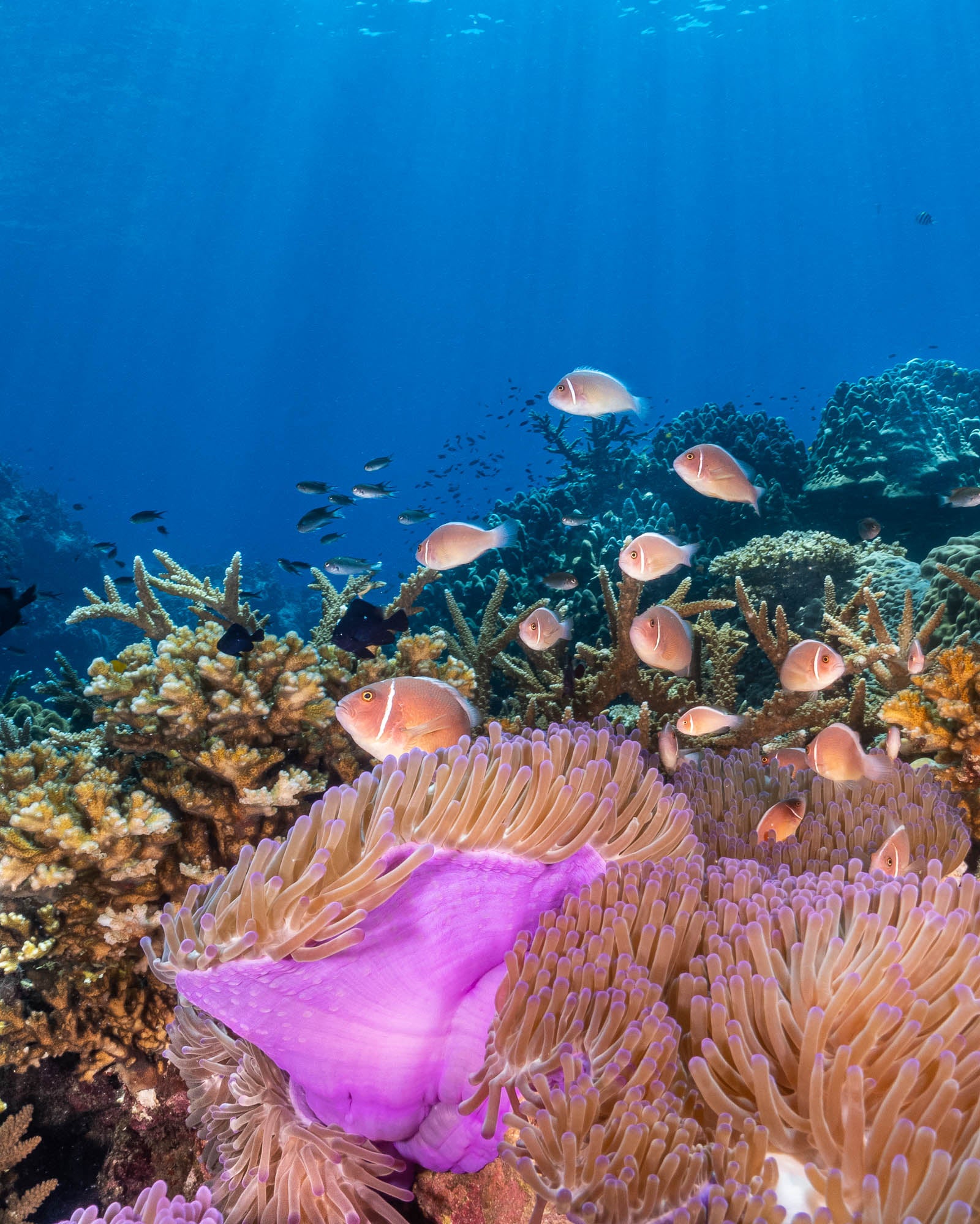 Global Reef Marine Conservation In Koh Tao Thailand