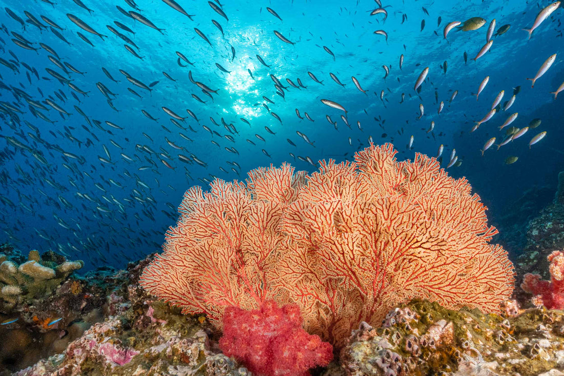 Our Marine Conservation Projects In Thailand | Global Reef