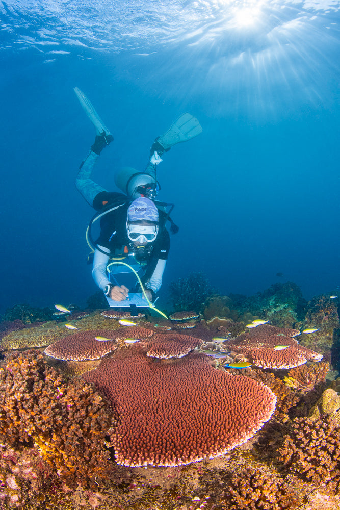 Global Reef Marine Conservation In Koh Tao Thailand