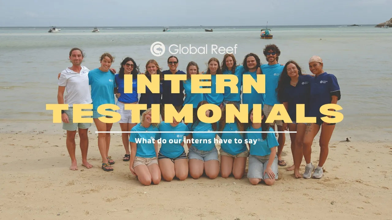Load video: Marine Conservation Internship Testimonials, Koh Tao, Thailand